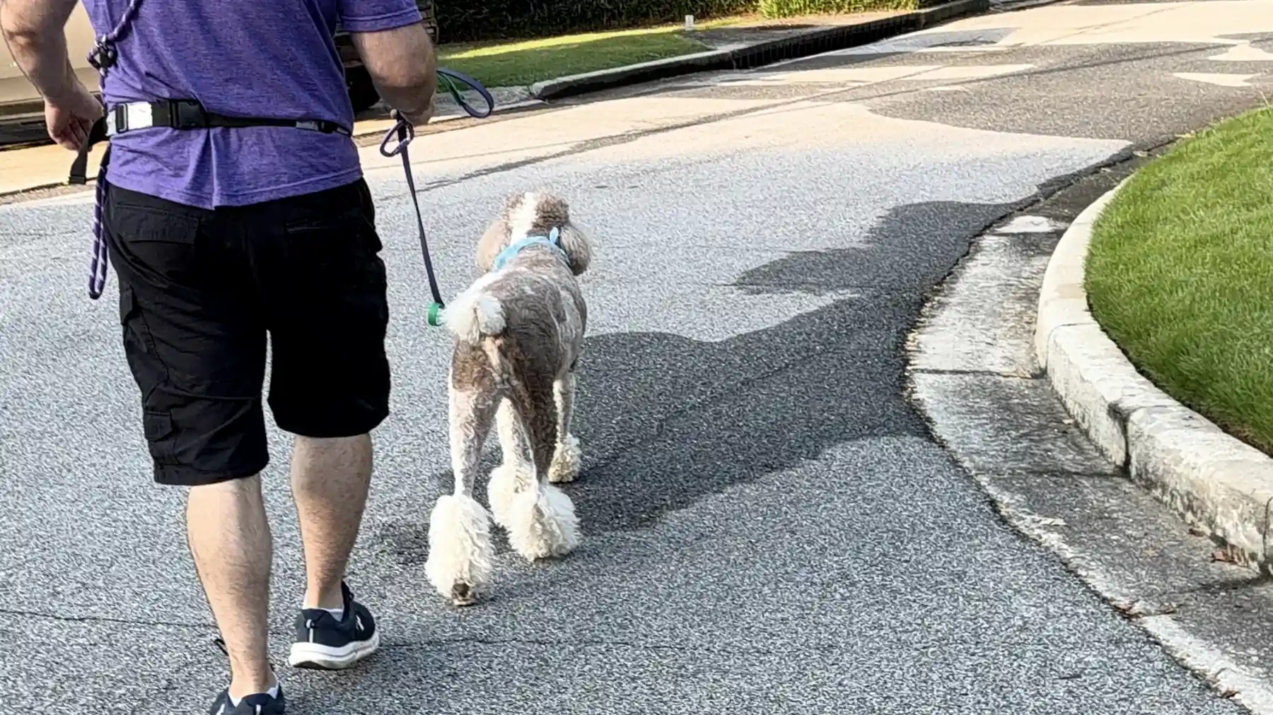 A Praline's Backyard walker and a gray standard poodle walking away down a quiet residential street