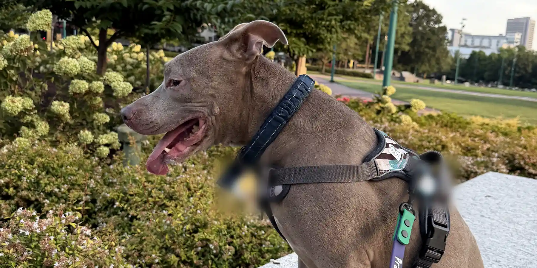 A gray dog sitting on a granite ledge in a park with the Atlanta skyline behind