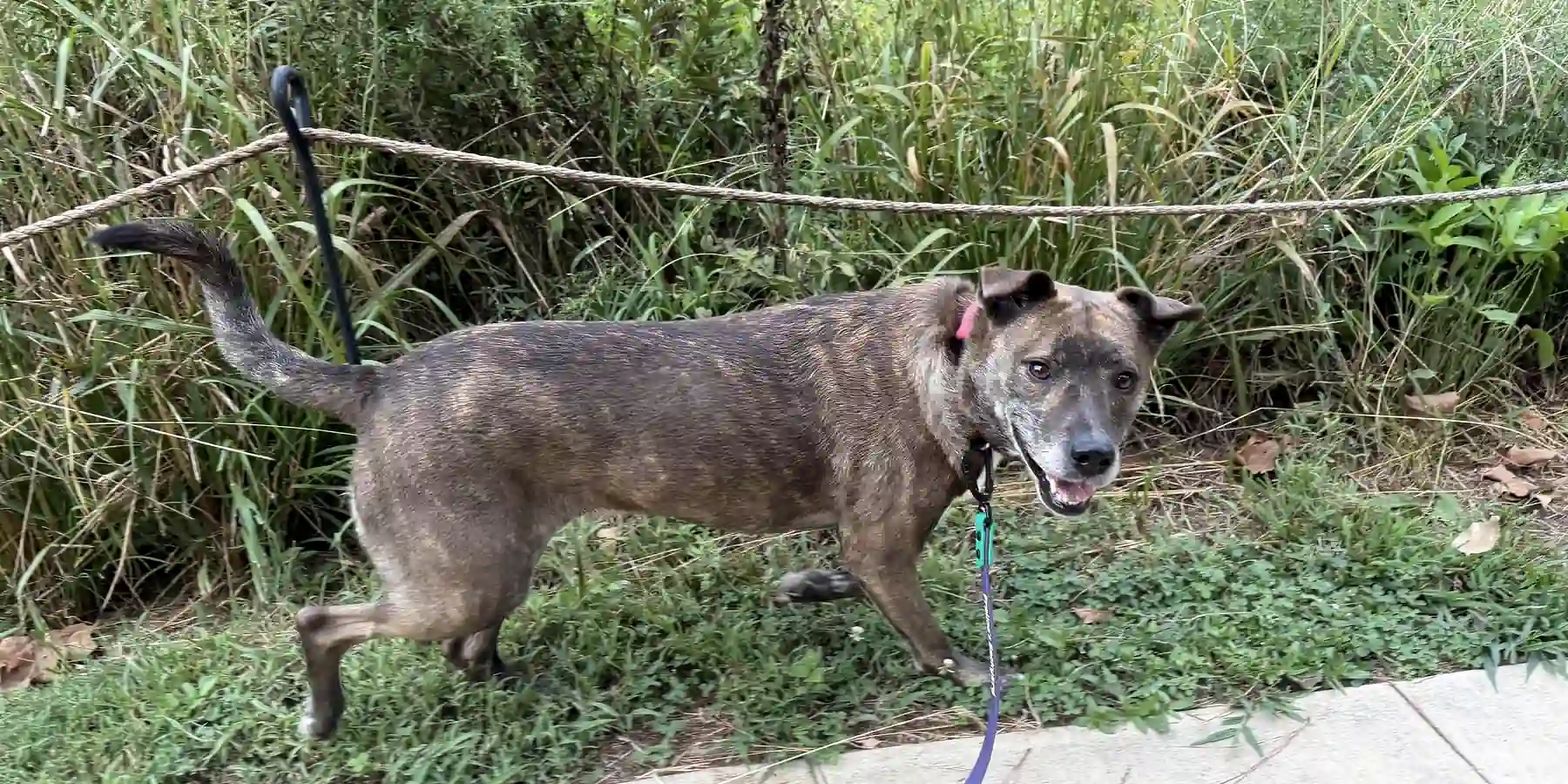 A brindle dog mid-stride on a green path beside a rope fence, on a private walk