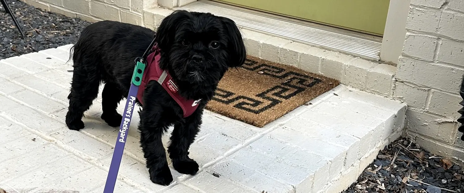 A small black dog on the white-brick front step of a home with a sage-green door